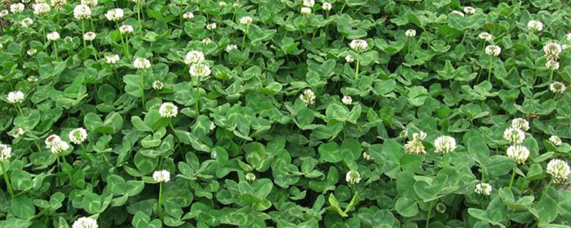 一年四季不枯萎高产牧草 一年四季不枯萎高产牧草