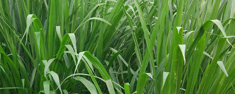甜象草 甜象草