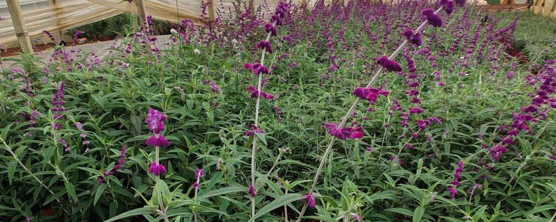 鼠尾草种植基地实拍图