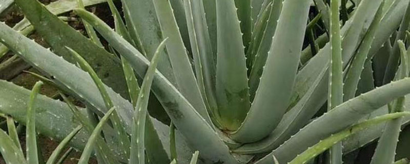 芦荟 芦荟
