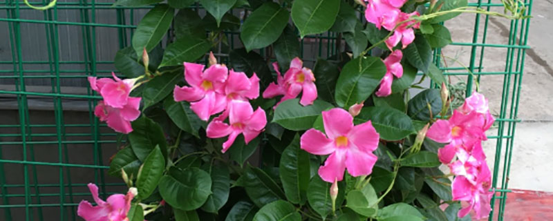 飘香藤 飘香藤