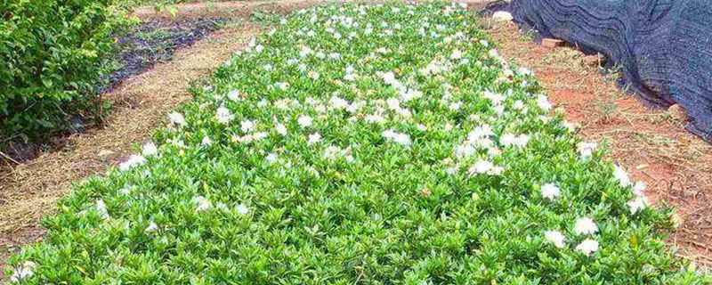 栀子花 栀子花