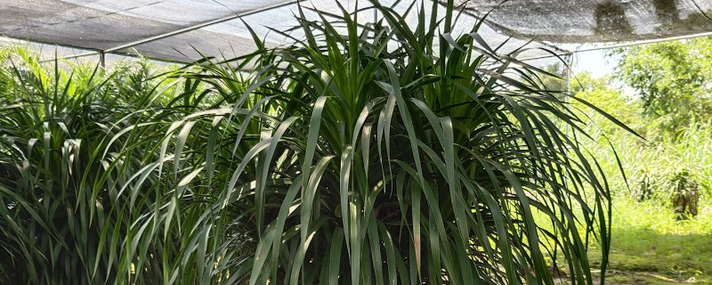 龙血树 龙血树