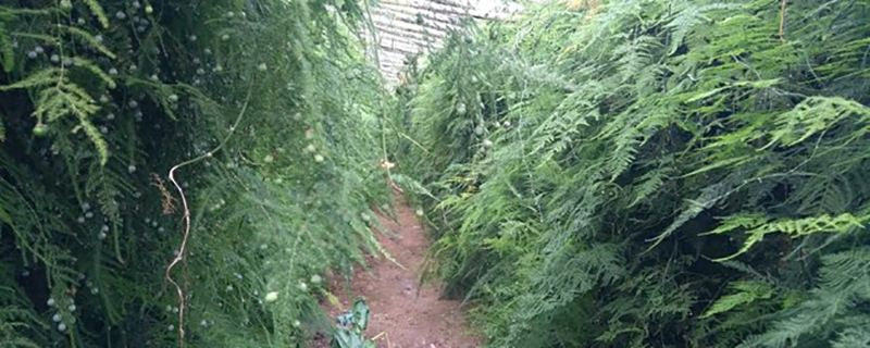 山东文竹基地 山东文竹基地