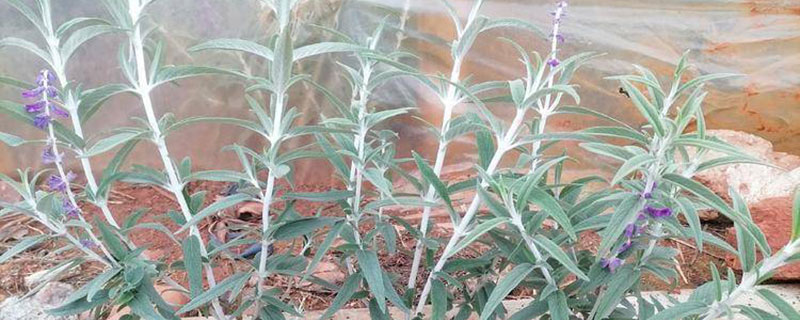 蓝花鼠尾草有几个品种 蓝花鼠尾草有几个品种