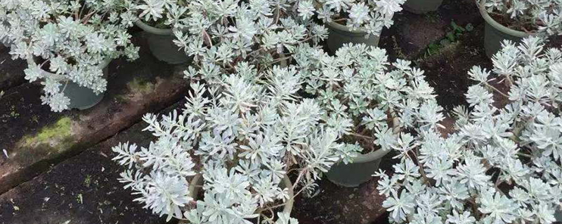 25公分银叶菊 25公分银叶菊
