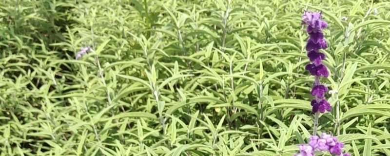 紫绒鼠尾草花期是几月份 紫绒鼠尾草花期是几月份