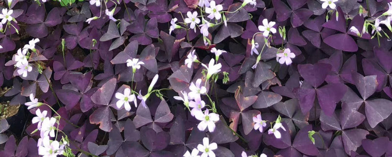 酢浆草花 酢浆草花