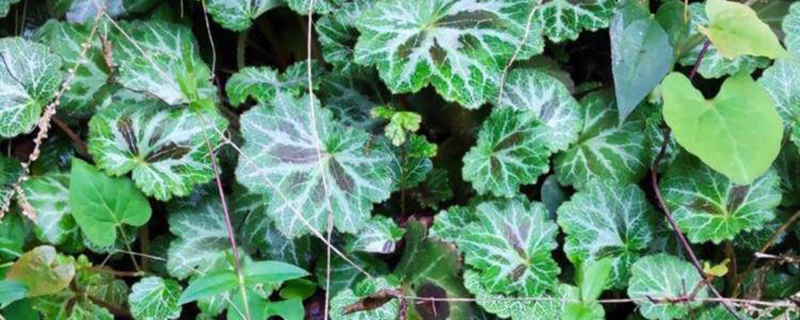福建虎耳草 福建虎耳草