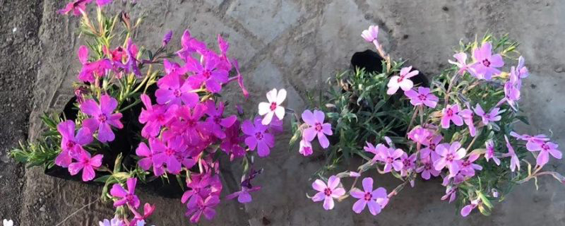 福禄考花 福禄考花