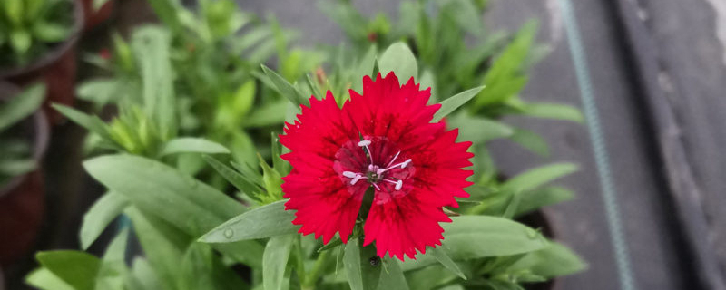 红色石竹花