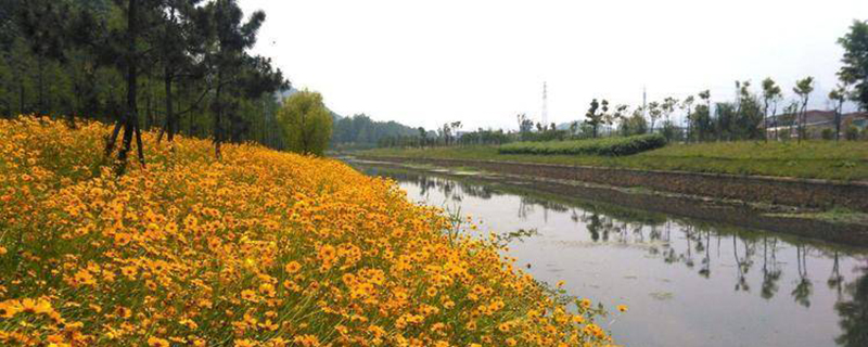 金鸡菊花