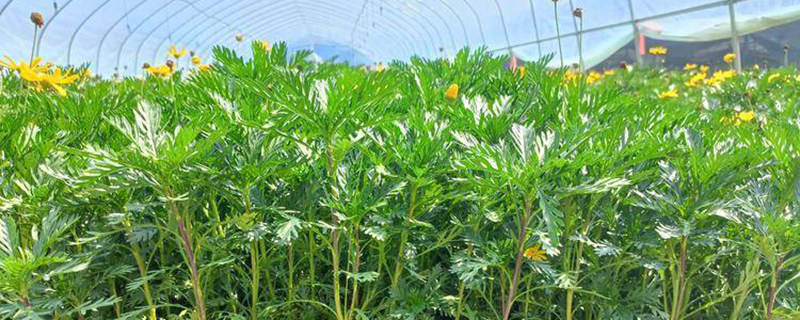 江苏黄金菊 江苏黄金菊