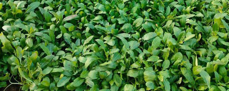 月见草小苗 月见草小苗