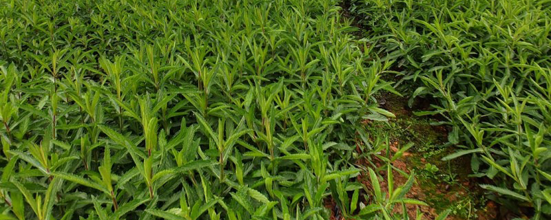 山东柳叶马鞭草