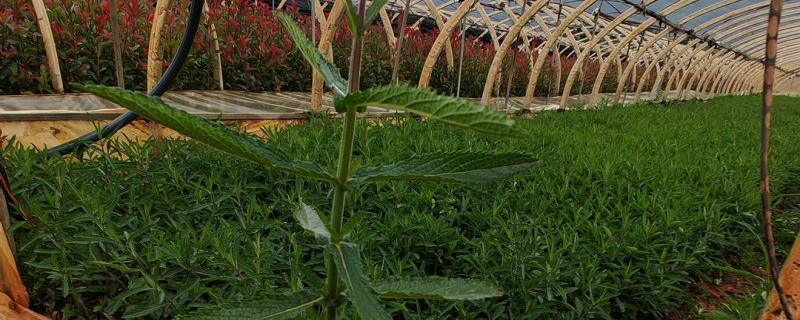 柳叶马鞭草杯苗 柳叶马鞭草杯苗