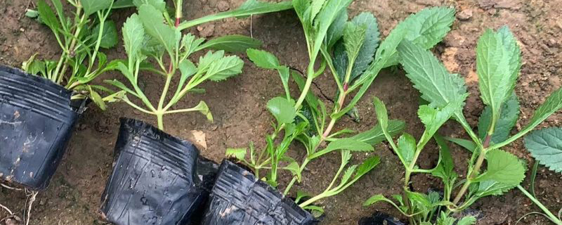 15公分柳叶马鞭草 15公分柳叶马鞭草