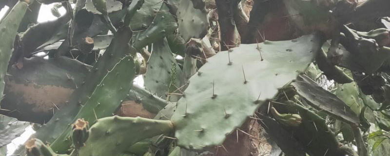 仙人掌树 仙人掌树