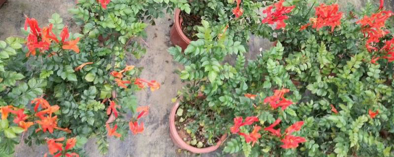 凌霄花盆苗 凌霄花盆苗
