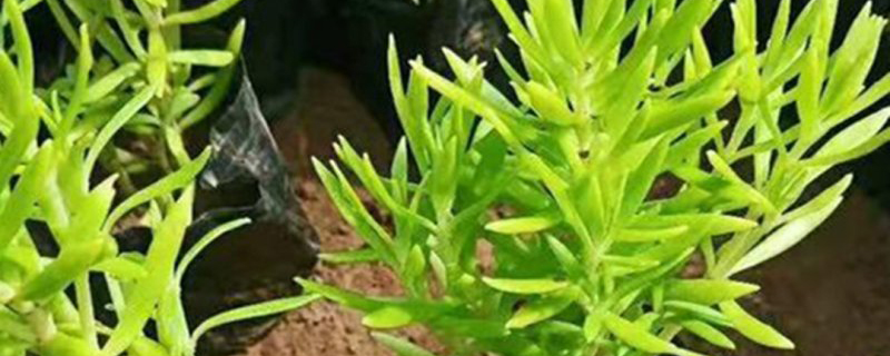 高10公分的佛甲草 高10公分的佛甲草