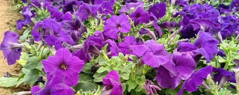 紫色矮牵牛花 紫色矮牵牛花