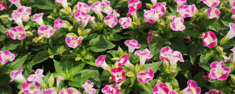 夏堇花 夏堇花