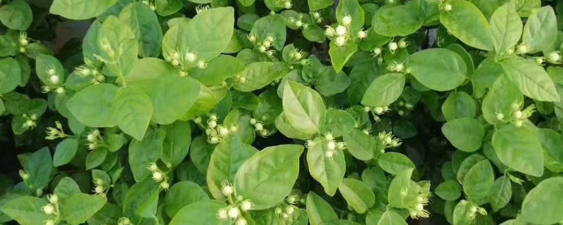 带花苞的茉莉苗 带花苞的茉莉苗