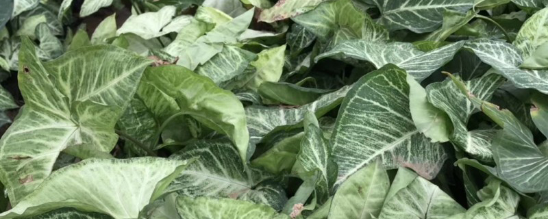 合果芋袋苗
