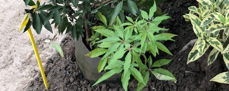 穗花牡荆幼苗 穗花牡荆幼苗