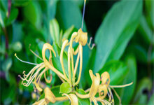 金银花的繁殖方法与技巧